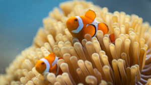 Read more about the article Ocean With David Attenborough Isn’t Just A Documentary; It’s a Wake-Up Call